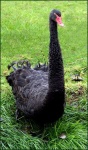 image of black_swan