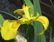 image of flower