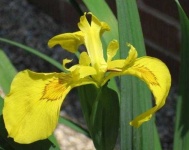 image of yellow_iris #20