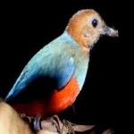 image of red_bellied_pitta #5