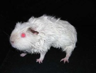image of guinea_pig
