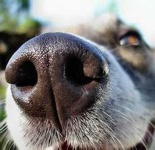 image of dog_nose