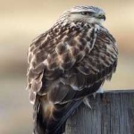 image of bird