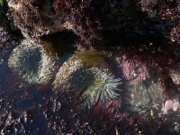 image of sea_urchin #16