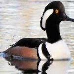 image of bird