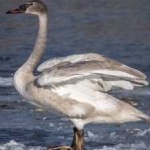image of bird