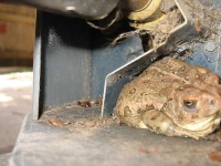image of tailed_frog