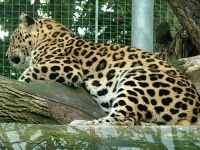 image of jaguar_car