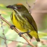 image of bird