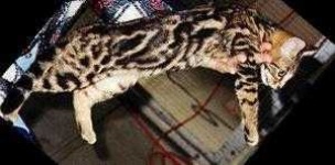 image of animal