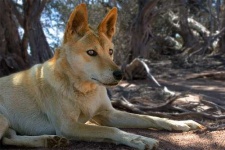 image of dingo