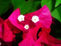 image of flower