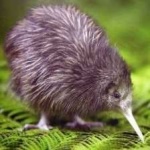 image of bird_kiwi #34