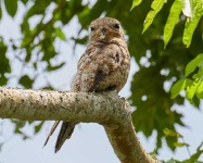 image of potoo