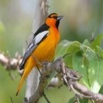 image of bird