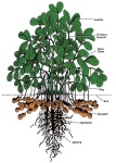 image of peanut