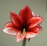 image of flower
