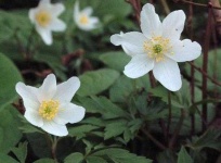 image of flower