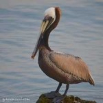 image of bird