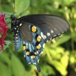 image of animal