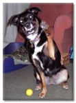 image of kelpie