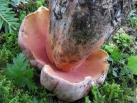 image of mushrooms