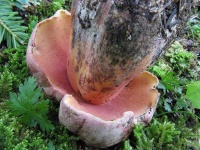 image of boletus #34