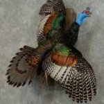 image of ocellated_turkey #12