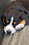 image of entlebucher