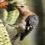 image of bird