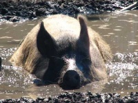 image of hog