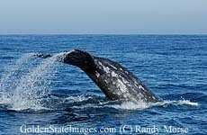 image of grey_whale