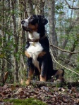 image of greater_swiss_mountain_dog