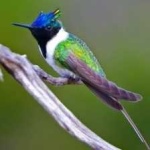 image of bird
