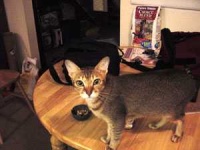 image of animal