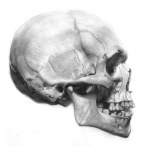 image of skull