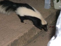 image of skunk