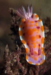 image of sea_slug #11