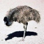 image of emu