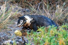 image of common_iguana