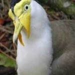 image of bird