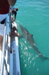 image of great_white_shark