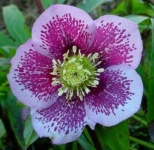 image of flower