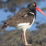 image of bird