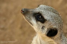 image of meerkat #1