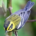 image of bird