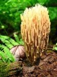 image of coral_fungus