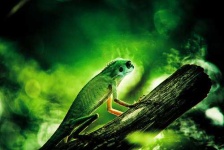 image of green_lizard