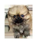 image of teddy_bear