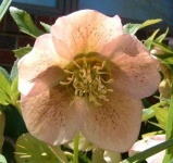 image of flower